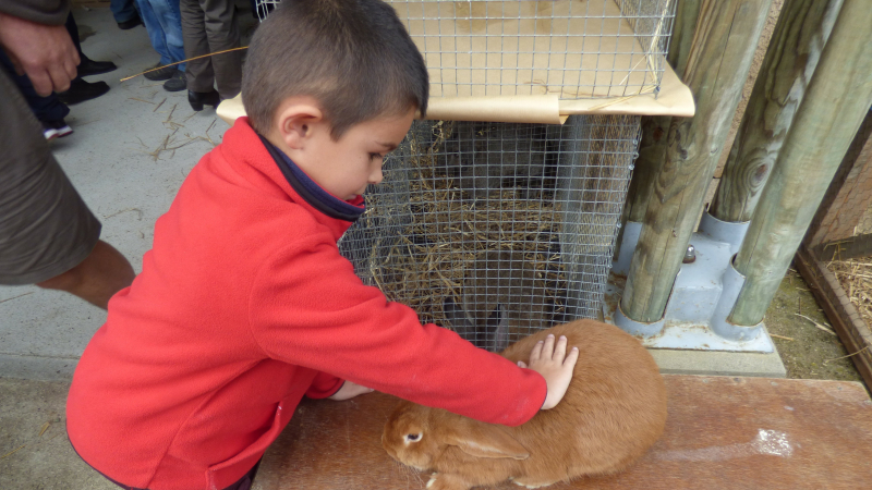 De bien gracieux animaux de compagnie à Armentieux 