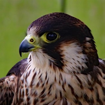 peregrine-falcon-2247270_960_720.jpg