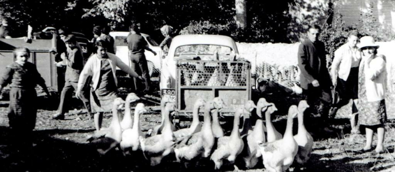 La foire aux oies à Riguepeu