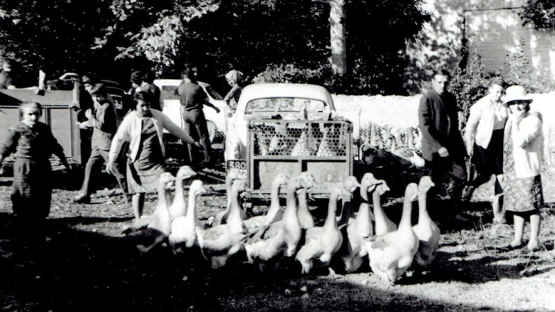 La foire aux oies à Riguepeu