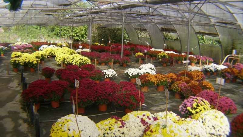 Pour la Toussaint, il y a chrysanthèmes et chrysanthèmes 