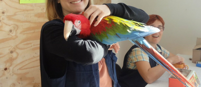 Bourse aux oiseaux de cages et de volières 