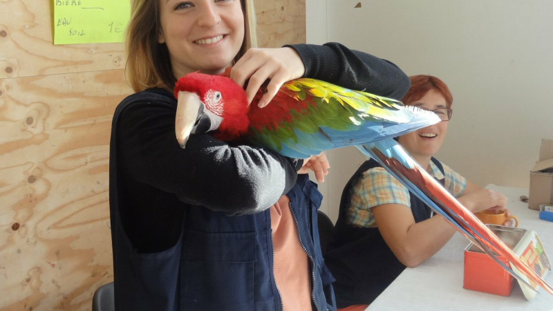 Bourse aux oiseaux de cages et de volières 