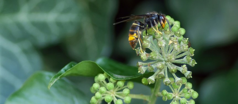 Frelon asiatique : un piège en attendant le printemps !