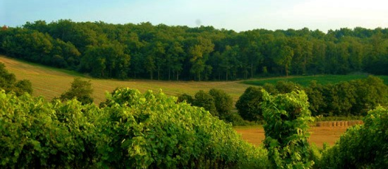 Les Vins du Sud-Ouest élus "Wine region of the Year" 2017 