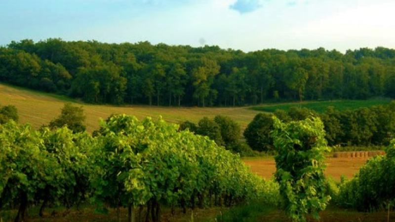 Les Vins du Sud-Ouest élus "Wine region of the Year" 2017 
