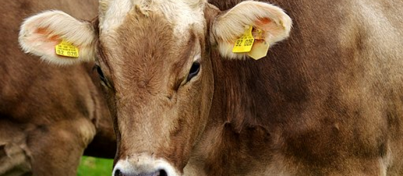 L'avenir de l'élevage dans le Gers