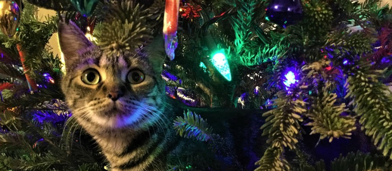 Les animaux à Noël : eux aussi ont leur cadeau !