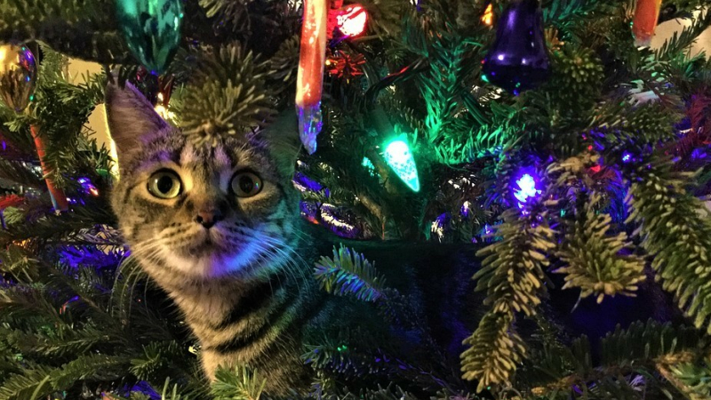 Les animaux à Noël : eux aussi ont leur cadeau !
