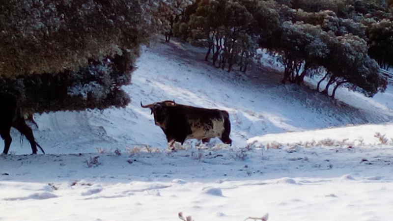 Quel toro pour la féria ?