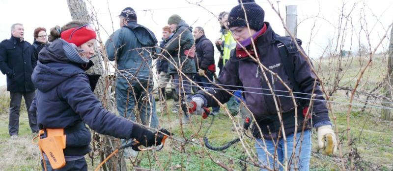 La vigne : Sésame pour l'emploi