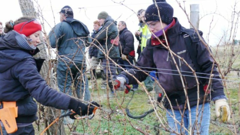 La vigne : Sésame pour l'emploi