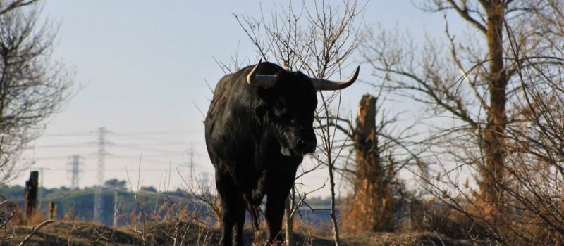 Quelques toros pour Pentecôte 2018