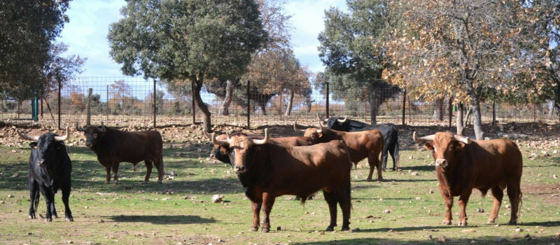 Tauromachie