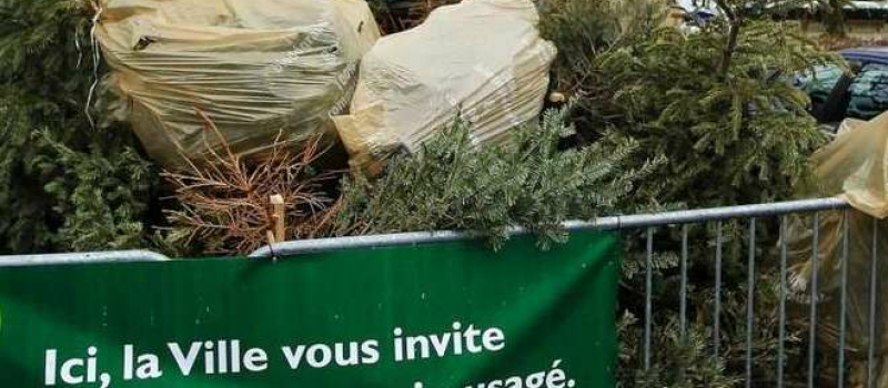 Après les fêtes, offrez une seconde vie à votre sapin