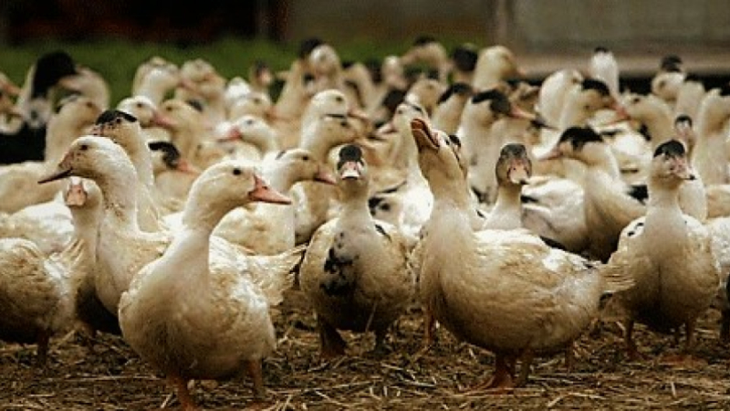 Influenza aviaire dans un élevage du Gers