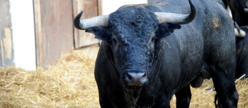 Tauromachie