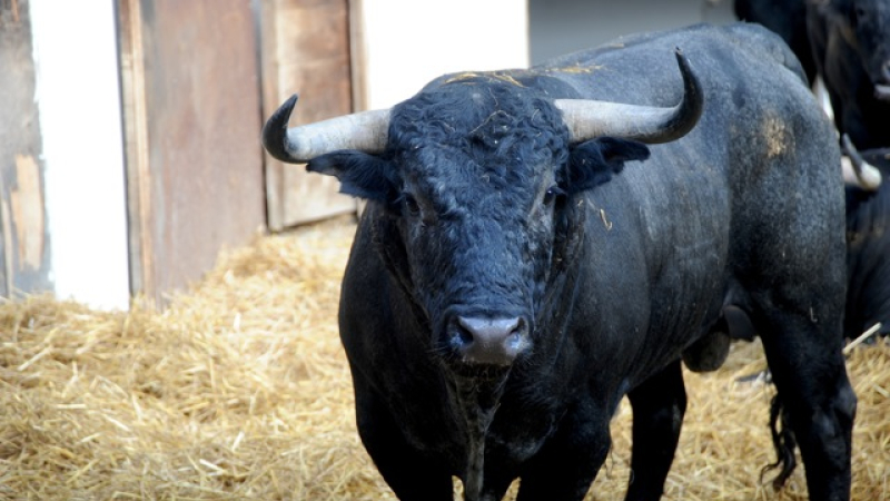 Tauromachie