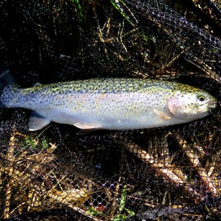 trout-730226__340.jpg