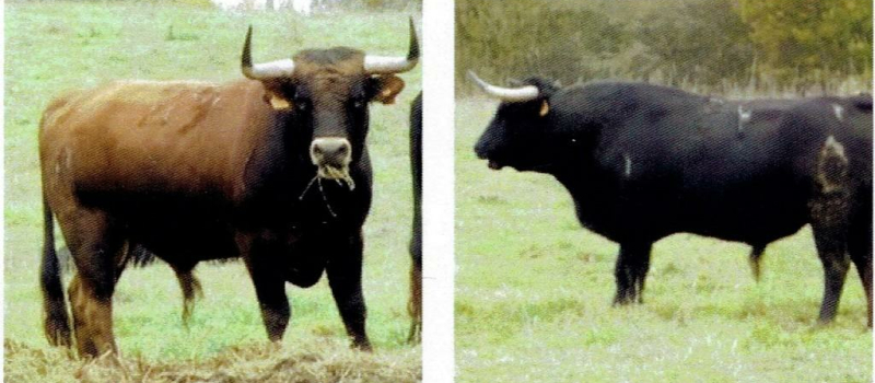 Tauromachie