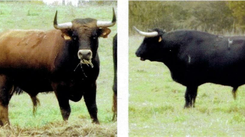 Tauromachie