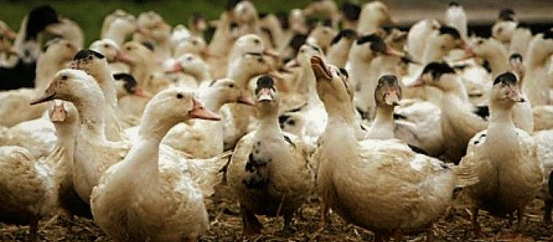 Influenza aviaire dans le Gers- Levée de l’ensemble des zones de contrôle temporaire