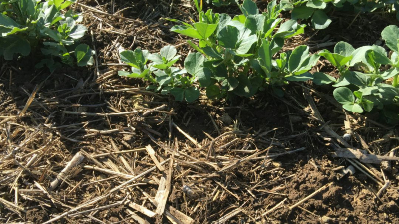 "Les agriculteurs optimistes seront au salon de l'agriculture à Paris", selon la Cellule Nationale Agronomique Sols Fertiles et Vivants