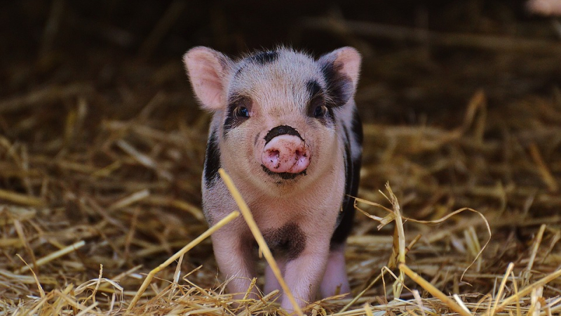 Rendez-vous nature : Tous à la ferme !