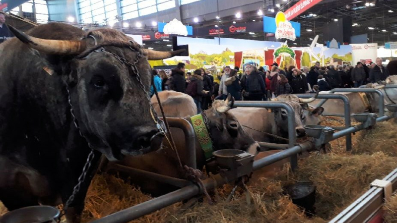 Salon de l'Agriculture : bientôt le retour au bercail