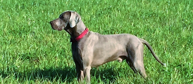 Chien perdu avec collier