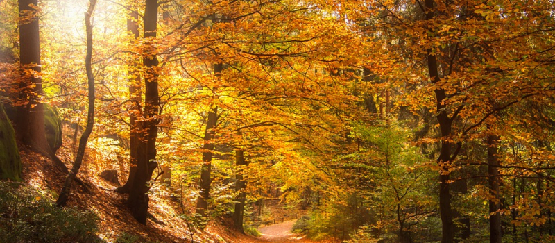 Journées de la foret 