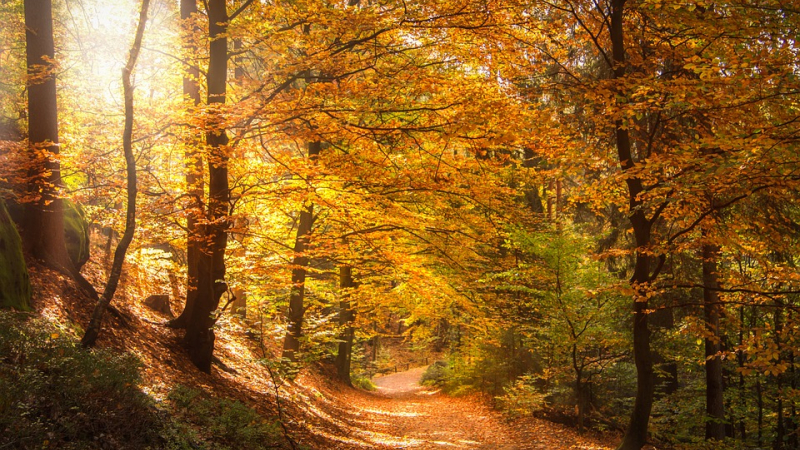 Journées de la foret 
