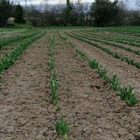 le champ des tulipes des Médaillés du Mérite Agricole du Gers.jpg