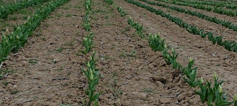 le champ des tulipes des Médaillés du Mérite Agricole du Gers.jpg