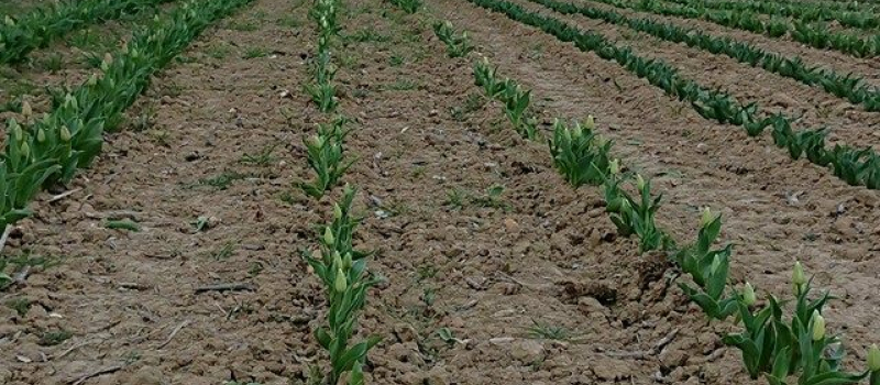 DES TULIPES CONTRE LE CANCER