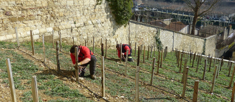AUCH : vigne de l'escalier.