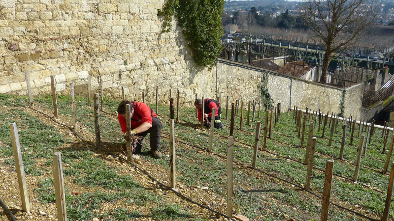 AUCH : vigne de l'escalier.