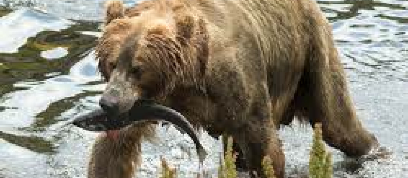 Deux ourses annoncées dans les Pyrénées