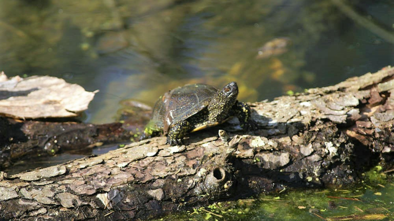Le réveil des tortues dans l’écosystème Adour