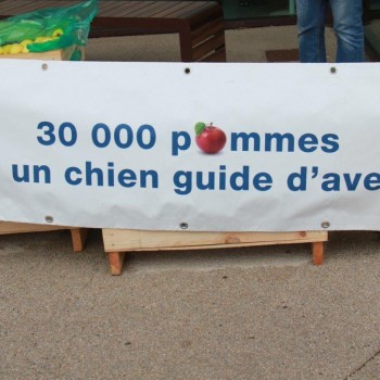 30000 POMMES POUR UN CHIEN GUIDE D'AVEUGLE.JPG