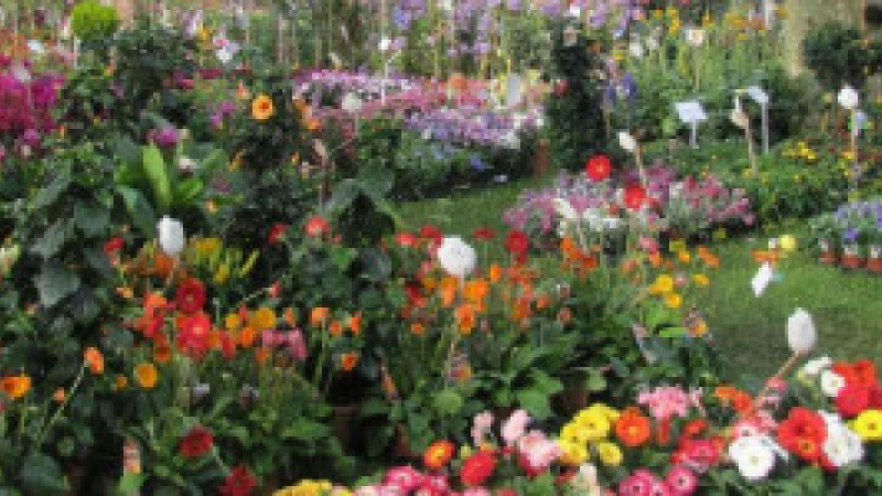 Le Marché aux  fleurs en duo avec l’Armagnac