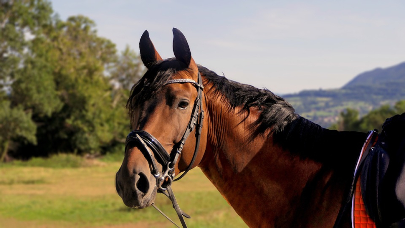 Coup de jeune sur la foire du Cheval