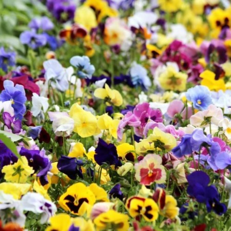 pansies_violet_viola_tricolor_summer_flowers_garden_flowers_garden_plants_purple_flowers_bloom-1370483.jpg!d.jpg
