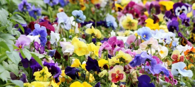 pansies_violet_viola_tricolor_summer_flowers_garden_flowers_garden_plants_purple_flowers_bloom-1370483.jpg!d.jpg
