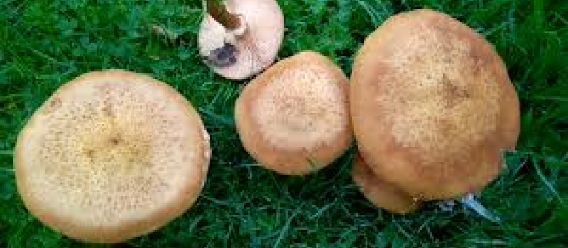 Amateurs de Champignons