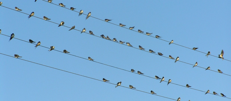 Sortie nature : à tire-d'ailes