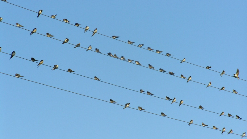 Sortie nature : à tire-d'ailes