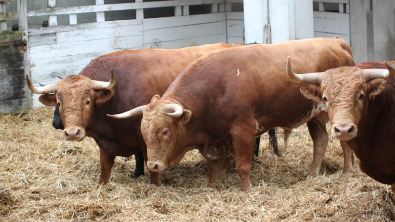 Les toros de la feria
