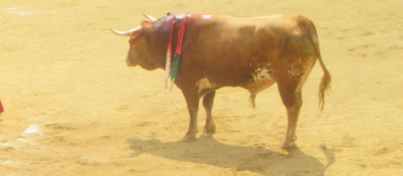 Feria 2018 :la novillada