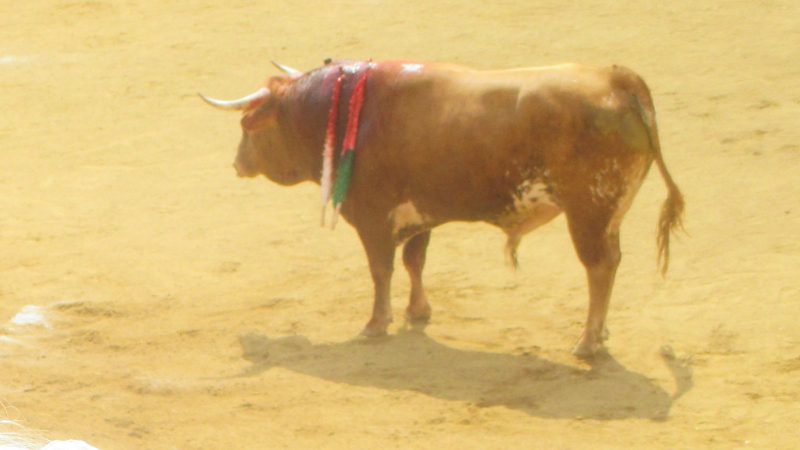 Feria 2018 :la novillada